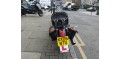 Used HONDA VT 125 C-4